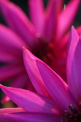 Fototapeta premium close up of beautiful lotus flower petal background