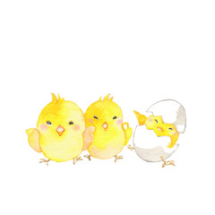 可愛いヒヨコたち