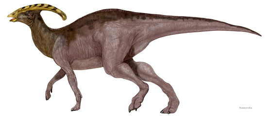 パラサウロロフス　白亜紀後期のハドロサウルスの仲間。同時期の他のカモノハシ竜であったランベオサウルスやコリトサウルスと同じく大型の植物食に特化した恐竜。最大の特徴は頭頂にある長い鶏冠である。その鶏冠に管があり、嗅覚を高めるものであるとか、この管の構造上トロンボーンのように音を出し、コミュニケーションのために使用する役割を持っていたという説がある。 © Mineo