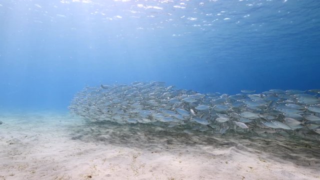 Bait ball / school of fish and Blue Runner Jacks in turquoise water of coral reef in Caribbean Sea / Curacao