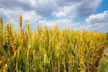 The wheat fields are under the blue sky and white clouds