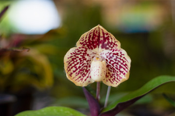 orchid flower colors look beautiful hanging plant in the garden is popular