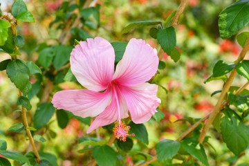 pink flower in garden