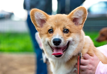 Welsh Corgi dual coloured puppy portrait close-up on blurred background outdoor shot  