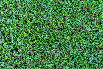 Green grass texture  background
