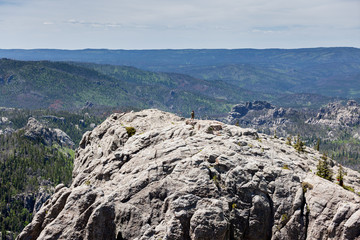 Man and Mountain Goats at Black Elk Peak