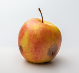 wormy rotten Apple on a white background