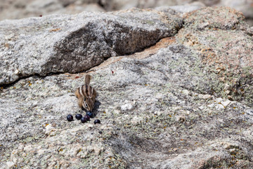 Chipmunk with Blueberries