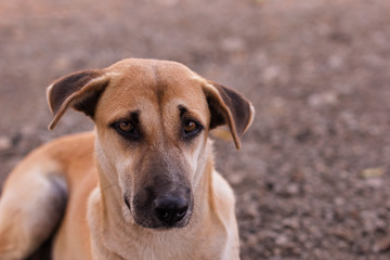 Close - up face of a brown dog.