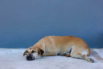 Obraz premium The brown dog is sleeping or relaxing.