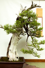 Bonsai 2