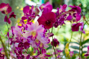Orchid flower colors look beautiful hanging plant in the garden is popular