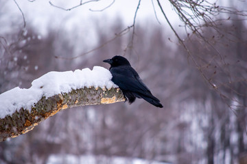 A Crow in the Snow