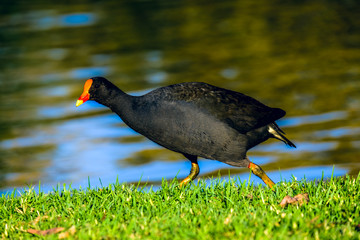 Animals, Birds , Ducks, Lake, Park Queensland Australia 