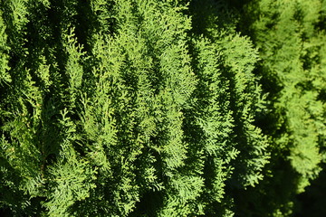 Japanese cypress / Japanese cypress is the highest quality timber in Japan because of its beautiful grain, durability and strong fragrance.