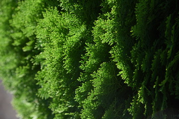 Japanese cypress / Japanese cypress is the highest quality timber in Japan because of its beautiful grain, durability and strong fragrance.