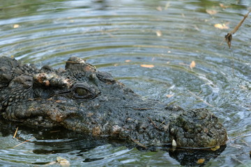 Aligator Crocodile in the mossy swamp.