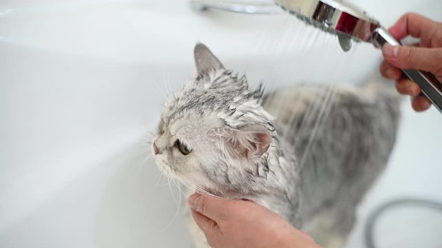 Washing a cat in bathtub