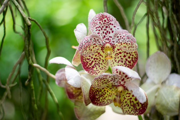 orchid flower colors look beautiful hanging plant in the garden is popular