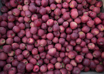 apples in bin