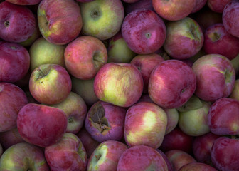 apples in bin