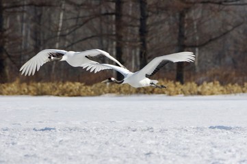 Japanese Cranes in flight, Hokkaido in Japan　丹頂鶴北海道釧路