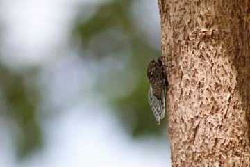 Obraz premium Cigarra