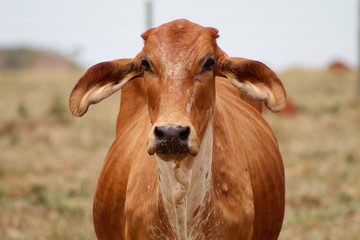Vaca