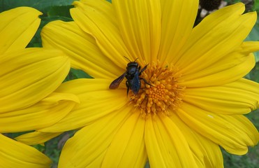 Carpenter bee on yellow flower in Florida nature, closeup