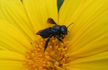 Carpenter bee on yellow flower in Florida nature, closeup 