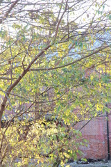 This is a picture of a broad-leaved tree that I took on a day in early December, with a brick building in the background.