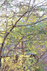 This is a picture of a broad-leaved tree that I took on a day in early December, with a brick building in the background.