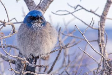Blue Bird