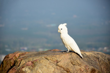 The white parrot is pets in town