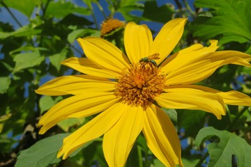 Agapostemon green bee on yellow heliopsis flower in Florida nature