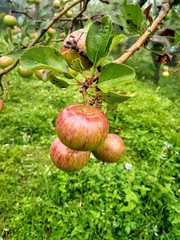 red apples on a tree