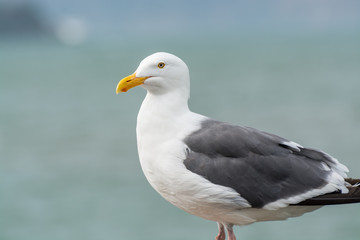 Obraz premium Close-up of the ring billed gull looking at the sea at San Francisco, USA
