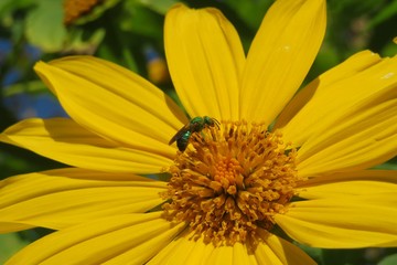 Agapostemon green bee on yellow flower in Florida nature