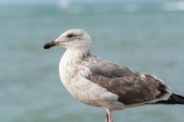 Close-up of the  Seagull Sitting By The Bay At Pier and looking at the sea at San francisco, USA