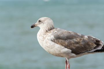 Close-up of the  Seagull Sitting By The Bay At Pier and looking at the sea at San francisco, USA