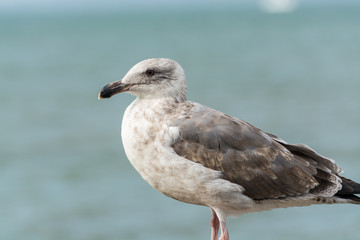 Close-up of the  Seagull Sitting By The Bay At Pier and looking at the sea at San francisco, USA