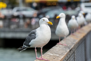 Close-up of the The ring-billed gull  looking at the sea at San francisco, USA