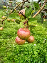 red apples on a tree