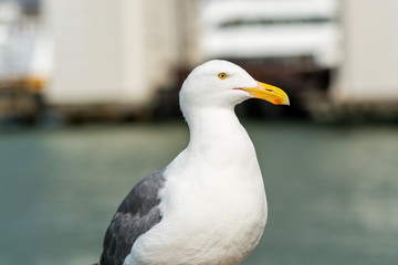 Close-up of the The ring-billed gull  looking at the sea at San francisco, USA
