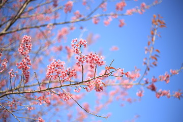 branch of cherry tree