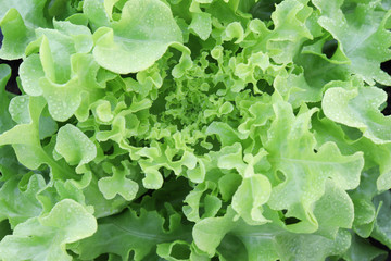 Fresh organic  green leaf Lettuce salad vegetable including  Green oak Lettuce spring  growing in farmland close up  background  soft focus
