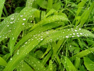 water drops on fresh green grass