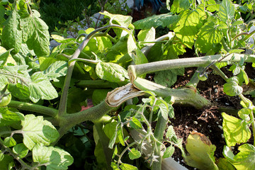 View of a tomato plant branch that has been broken