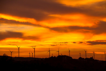 sunset over wheat field