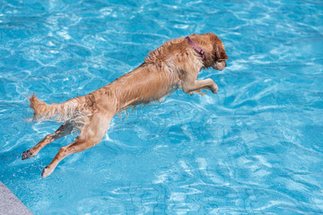 Golden retriever jumping into swimming pool